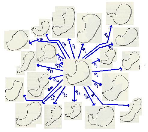 anatomical orbit