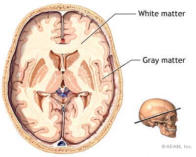 gray and white matter in the brain